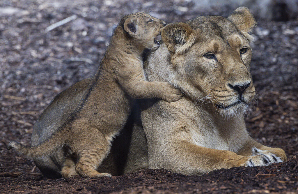 Germany Zoo